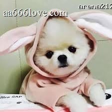 Vidi Aldiano avatar